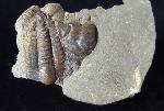 Ellipsocephalus hoffi (SCHLOTHEIM 1823) - Bild © FossNet FossilienStore